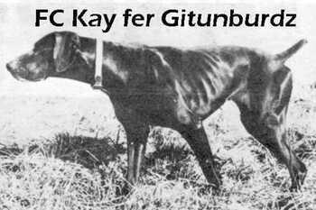 KAY FER GITUNBURDZ | German Shorthaired Pointer 