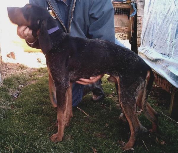 Cameron's Blue Dog Otis | Bluetick Coonhound 