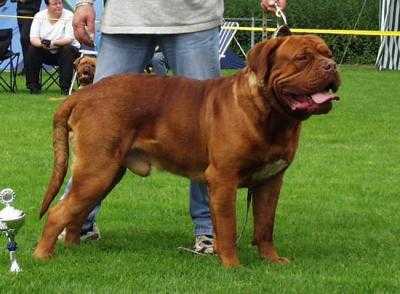 Jordi-Kobus Van de Weelsedijkhoeve | Dogue de Bordeaux 