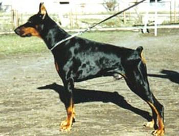 Guardo-Gringo King of Darkness | Black Doberman Pinscher