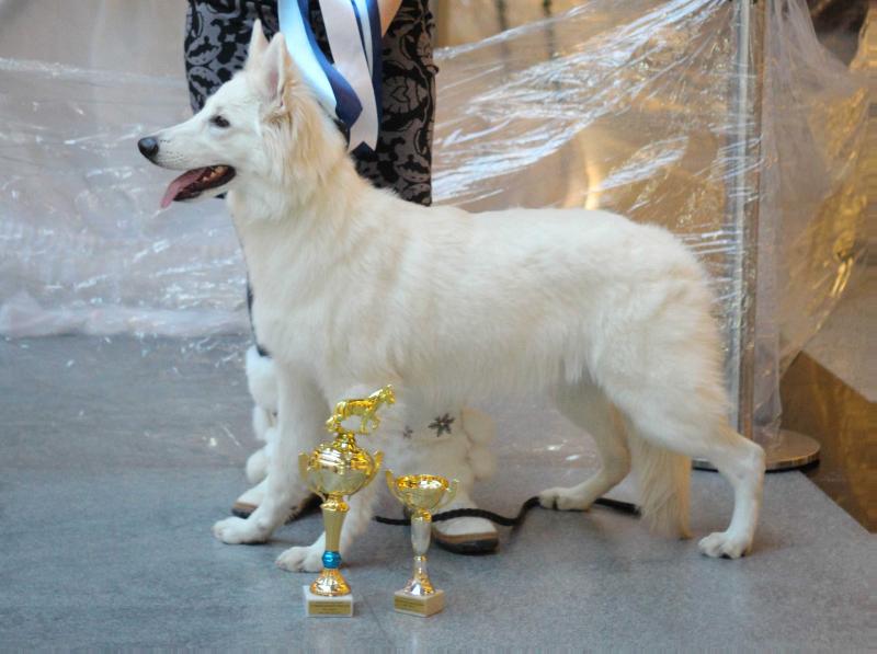 Sibirskoe Solnce Igrit | White Swiss Shepherd Dog 