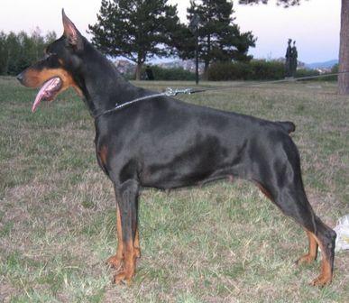 Medeia Betelges | Black Doberman Pinscher