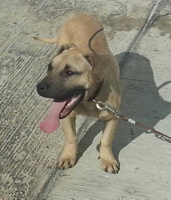 Huastekita´s huapanguero | American Pit Bull Terrier 