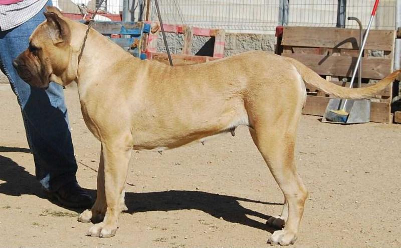 Tindana de la Jacha | Perro de Presa Canario 