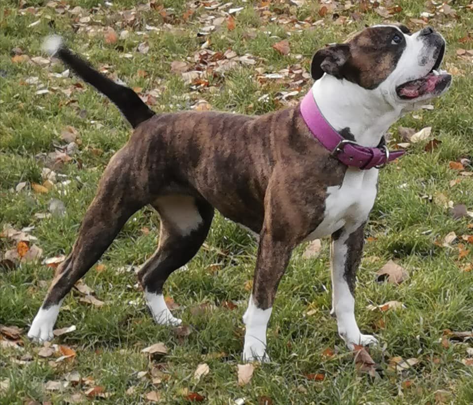 Bavarian Bulls Ivy | Olde English Bulldogge 