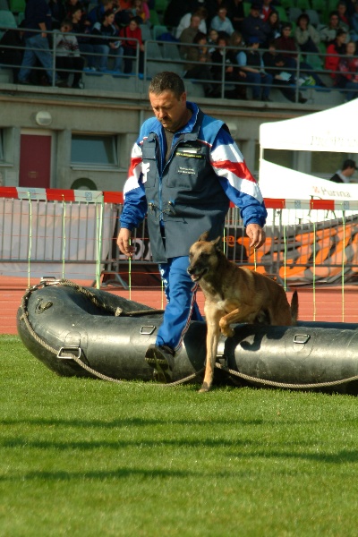 Niky de Nelly des Beaux Peupliers | Belgian Malinois 