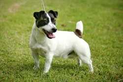 Heatherbell Brenno The Brat | Jack Russell Terrier 