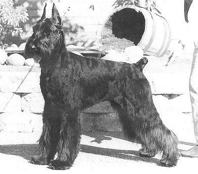 Skansen Armstrong | Giant Schnauzer 