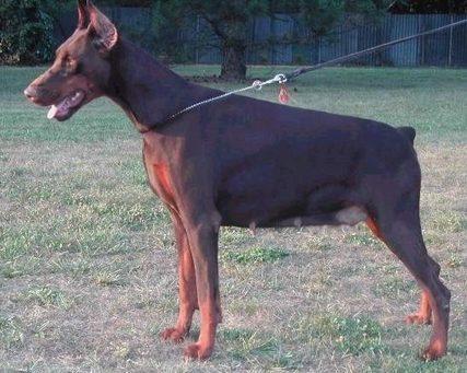 Etna Zamolxis | Brown Doberman Pinscher