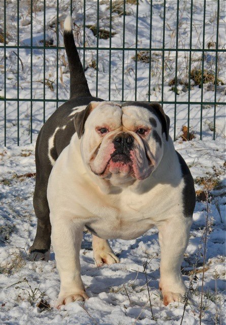 Bullforce Scarface | Olde English Bulldogge 