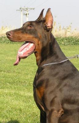 Erak Zamolxis | Black Doberman Pinscher