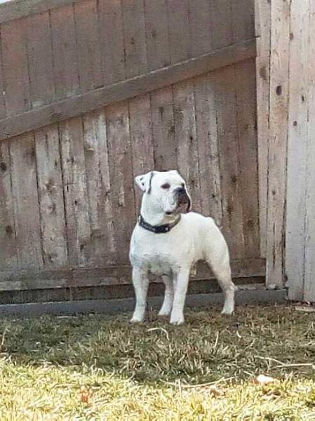 Thompson's Zeus | Olde English Bulldogge 