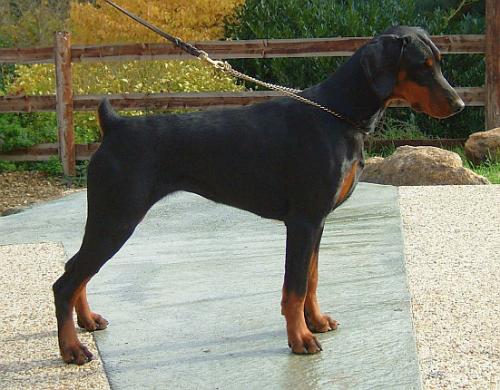 Keyalas Kan Kan | Black Doberman Pinscher