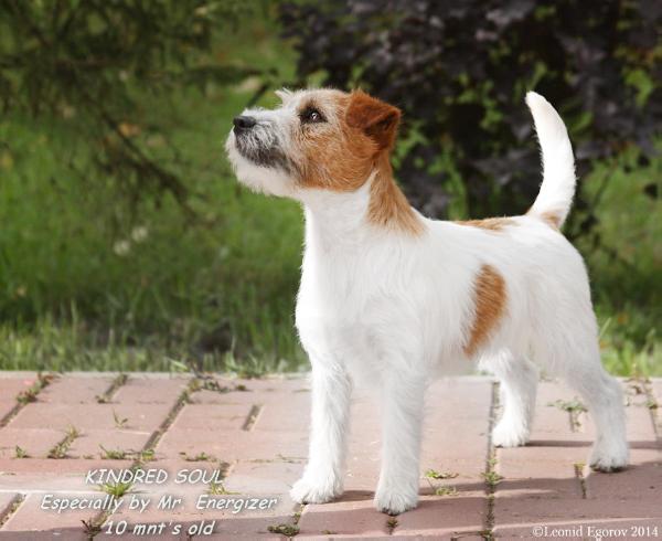 Kindred Soul Especially by Mr. Energizer | Jack Russell Terrier 