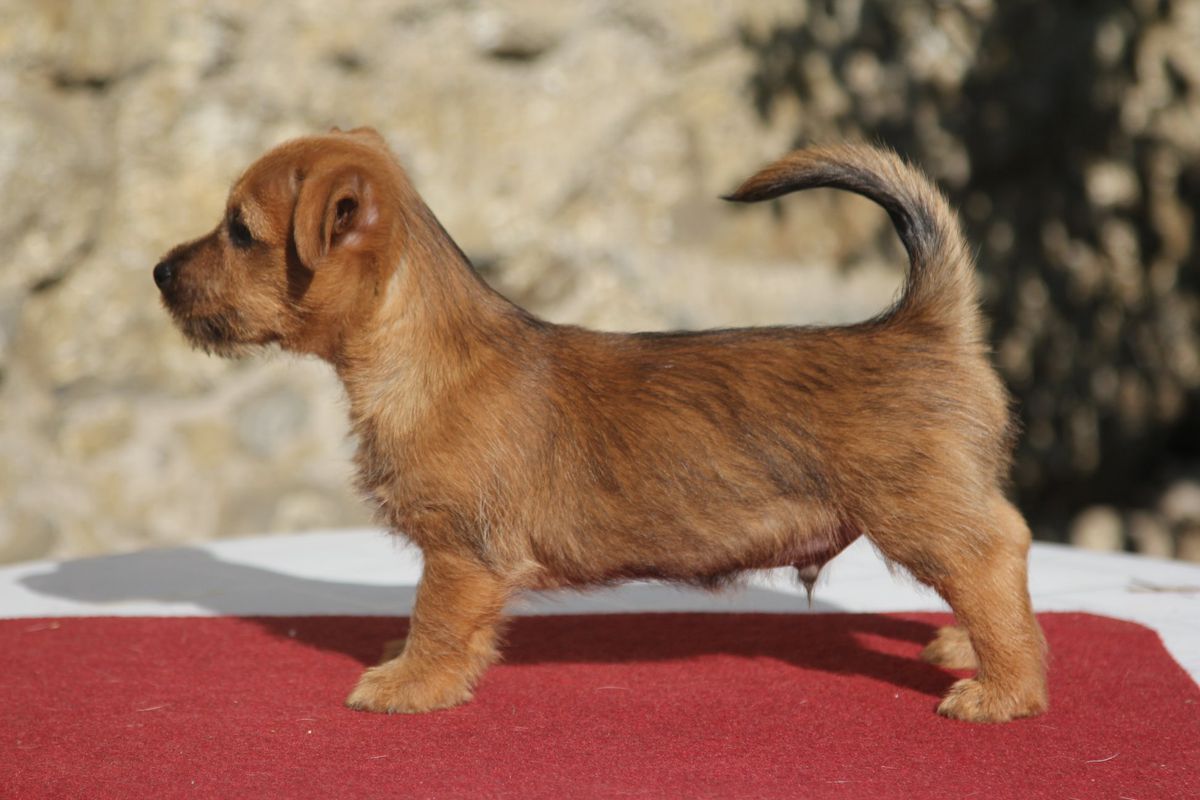 Fingolfin iz Zvezdnogo Grafstva | Australian Terrier 