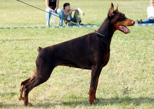 Rensdorff Evangelista | Brown Doberman Pinscher