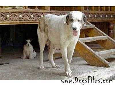 kara gez | Central Asian Shepherd Dog 