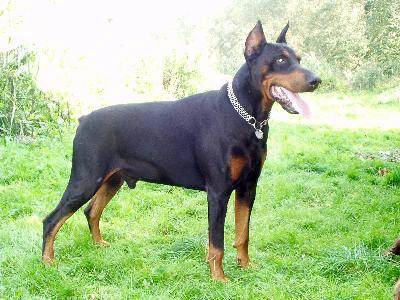 Bryan Puella Fera | Black Doberman Pinscher