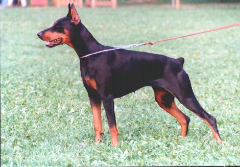 Idina del Diamante Nero | Black Doberman Pinscher