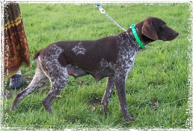 Hall's Shasta Daisy | German Shorthaired Pointer 