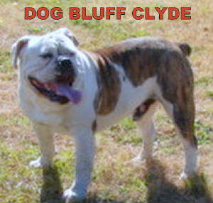 DOG BLUFF CLYDE | Olde English Bulldogge 