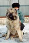 Arisha II | Caucasian Mountain Dog 