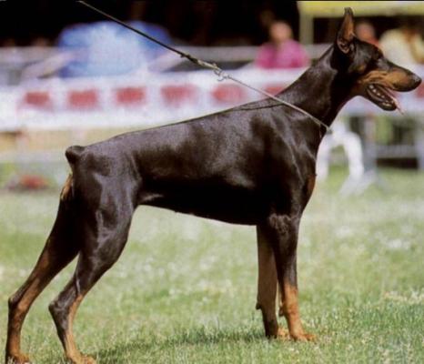 Orma di Campovalano | Black Doberman Pinscher