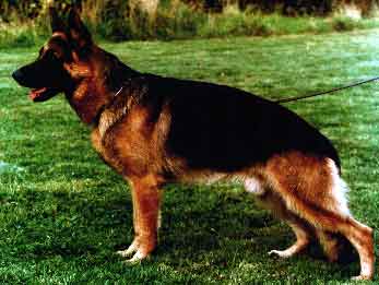 Lanzo vom Haus Beck | German Shepherd Dog 