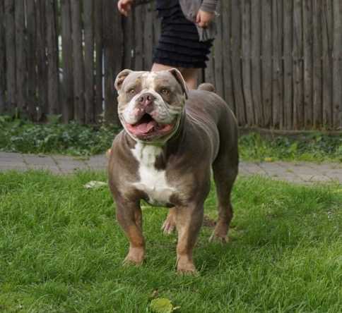 Alcapone's Geronimo | Olde English Bulldogge 