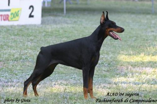 Fashionfarah di Campovalano | Black Doberman Pinscher