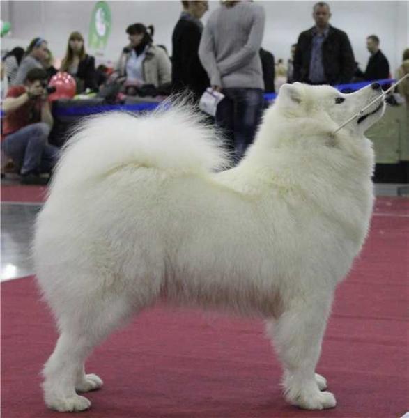 Alexis Is MOSKOVSKOY METELY | Samoyed 