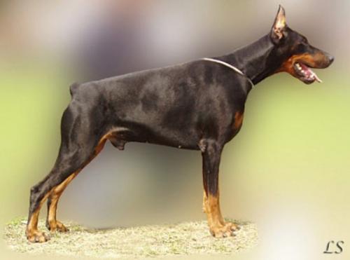 Vultano del Rio Bianco | Black Doberman Pinscher