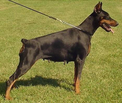 Storm Best of Island | Black Doberman Pinscher