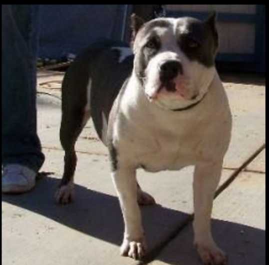 CHALITO'S B.A FELONY | American Pit Bull Terrier 