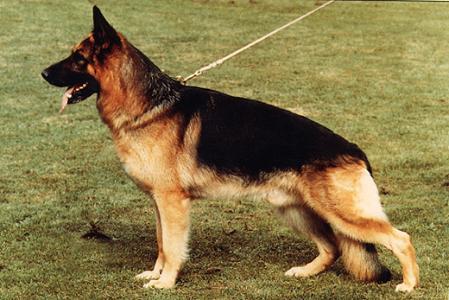 Gundo vom Trienzbachtal | German Shepherd Dog 