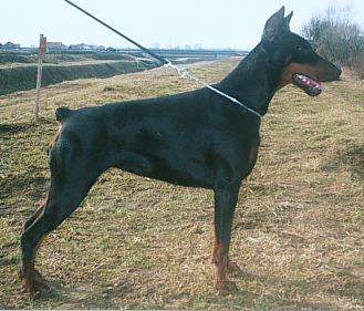 Gill Best of Island | Black Doberman Pinscher