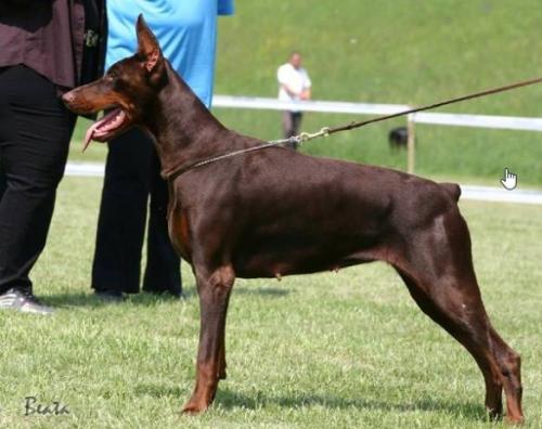 Uria Best of Island | Brown Doberman Pinscher