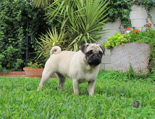 Hemy de canquercus | Pug 