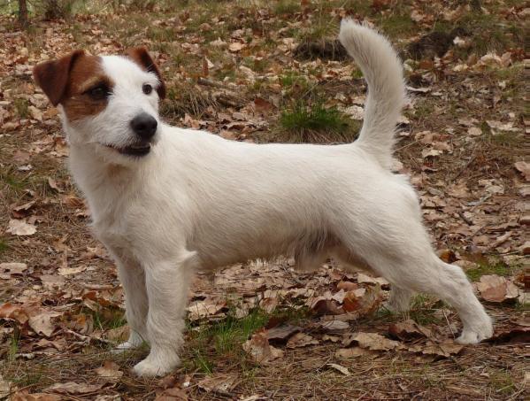 GAWEL Frifro-Figlarski | Jack Russell Terrier 