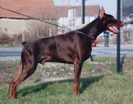 Hood Best of Island | Brown Doberman Pinscher