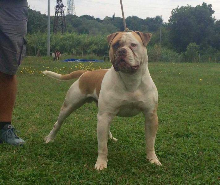 Danger Bulls Ugo of Massimo's | American Bulldog 