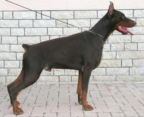 Raul Best of Island | Brown Doberman Pinscher