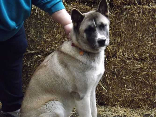 Katashi Of Wicked Antler | Akita 