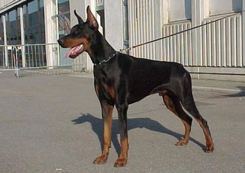 Roatan Della Sciara | Black Doberman Pinscher