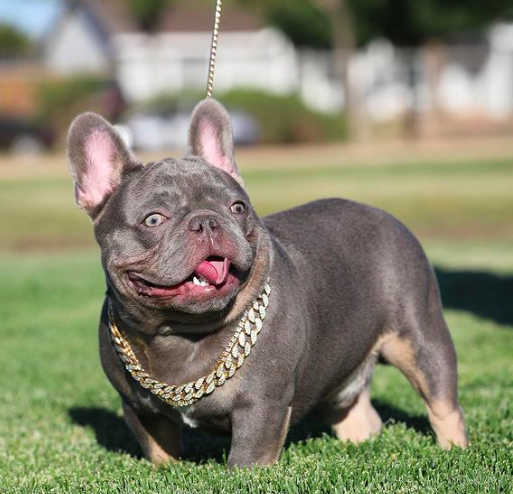 RRBullyz Illuminati | French Bulldog 