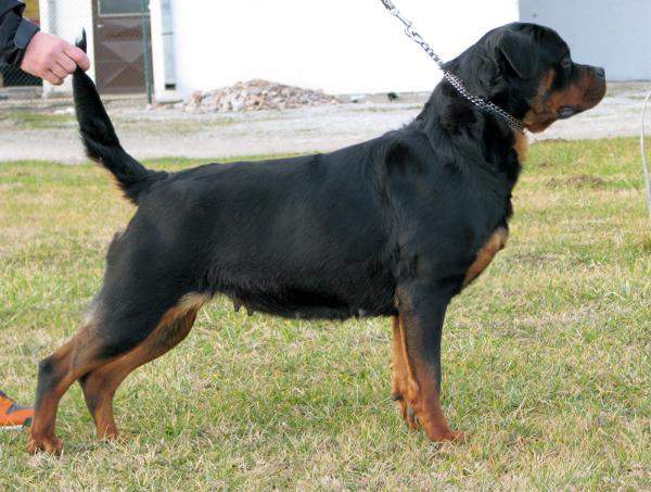 Tina Haus Of Lazic | Rottweiler 