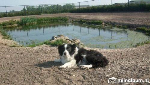 Clan-Abby NZ-Kiwi-Wroutje | Border Collie 