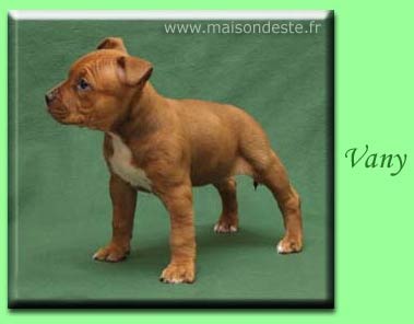 Vany de la maison d este | American Staffordshire Terrier 