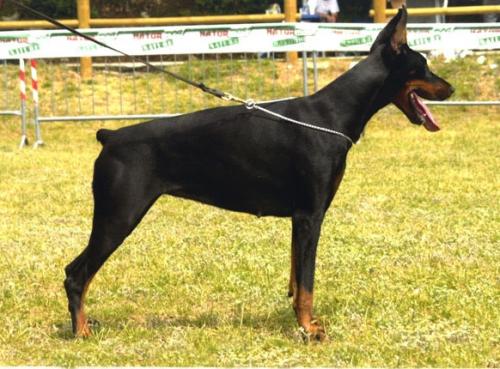 Sheeba Della Sciara | Black Doberman Pinscher