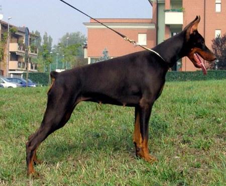 Shila Della Sciara | Brown Doberman Pinscher